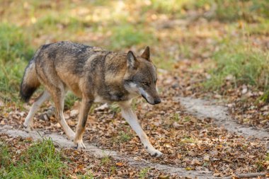 Avrupalı bir gri kurt sonbaharda ormandadır.