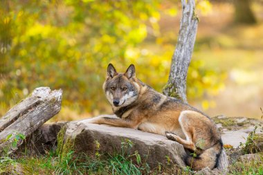 Avrupalı bir gri kurt sonbaharda ormandadır.