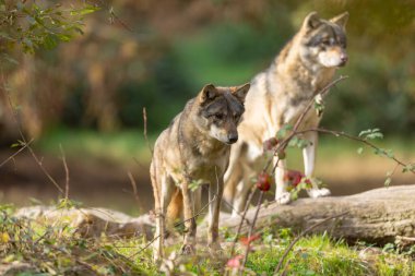 Avrupalı bir gri kurt sonbaharda ormandadır.
