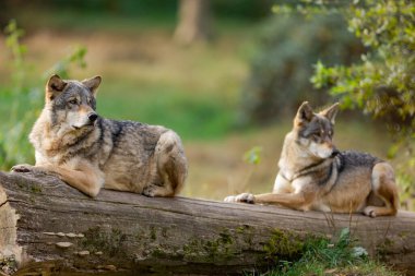 Avrupalı bir gri kurt sonbaharda ormandadır.