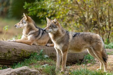 Avrupalı bir gri kurt sonbaharda ormandadır.