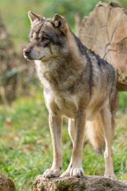 Avrupalı bir gri kurt sonbaharda ormandadır.