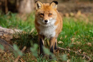 A red fox walks in the forest