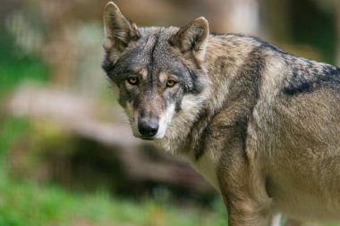 Avrupalı bir gri kurt sonbaharda ormandadır.
