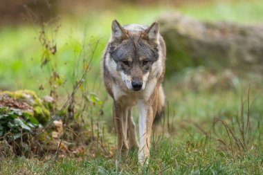 Avrupalı bir gri kurt sonbaharda ormandadır.