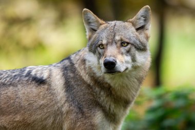 Avrupalı bir gri kurt sonbaharda ormandadır.