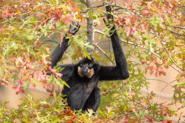 A Gibbon rests in a tree