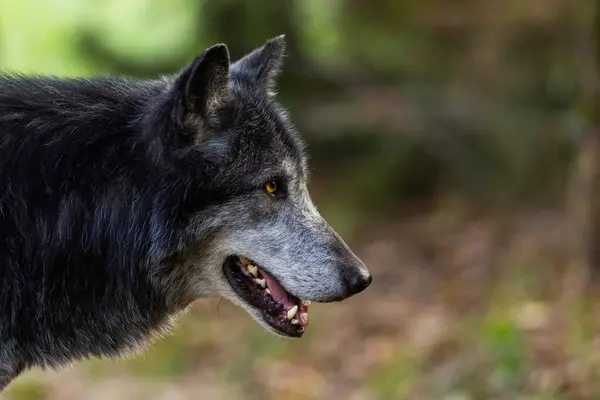 A black wolf rests in the forest