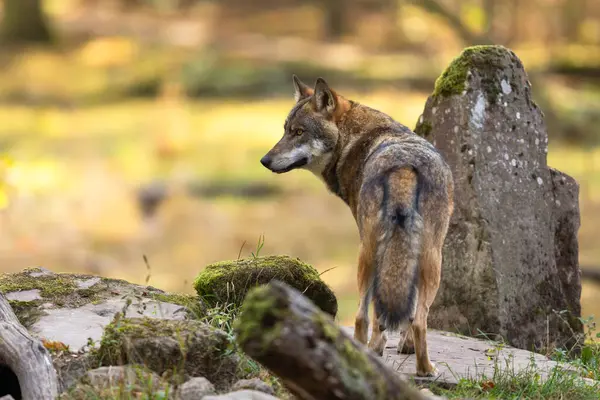 Lobo Cinzento Europeu Está Floresta Outono Fotos De Bancos De Imagens Sem Royalties