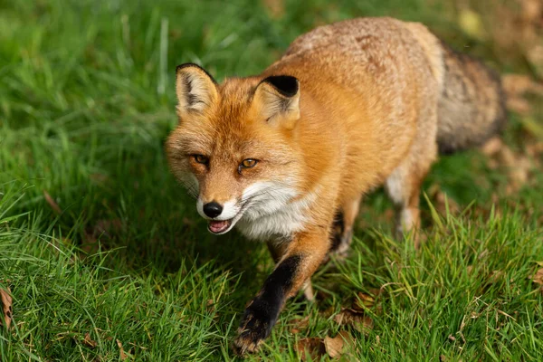 Red Fox Walks Forest Fotos De Bancos De Imagens