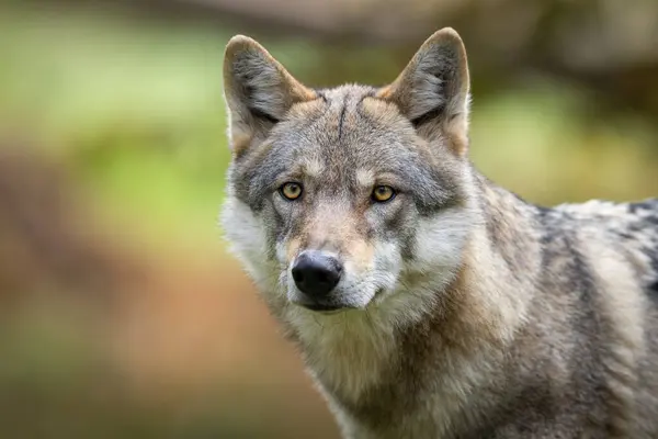 Осенью Лесу Европейский Серый Волк Стоковое Изображение