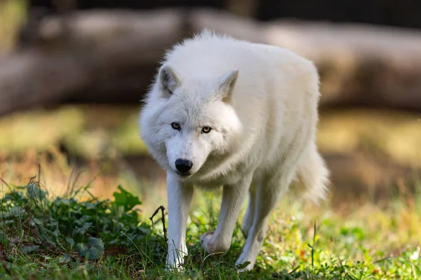 Lobo Branco Corre Floresta Fotos De Bancos De Imagens