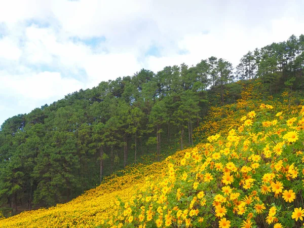 青い空を背景に山の上に咲く季節に野生の黄色のツリーマリーゴールドの花やメキシコのひまわり畑 土井前U Kho — ストック写真