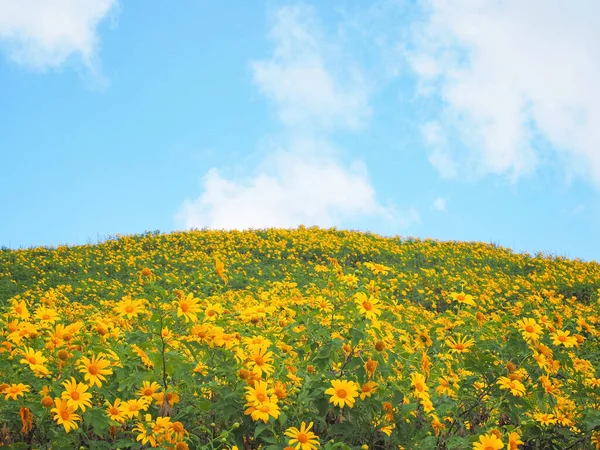 Дикі Жовті Дерева Квіти Маріґольд Або Мексиканське Соняшникове Поле Під — стокове фото