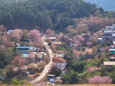 PHITSANULOK, THAILAND - 15 HAZİRAN 2022: Tayland 'ın Phitsanulok ilinde Phu Lom Lo Dağı, Phitsanulok bölgesinde pembe kiraz ağaçları olan Ban Mai Rong Kla Köyü manzarası.