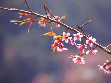 Pink cherry blossoms flower in full bloom , vintage filter effect. Spring season background.