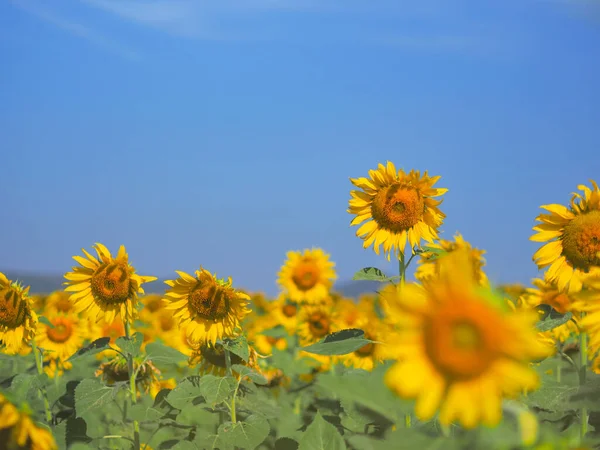Beautiful blooming yellow sunflower over clear blue sky background.