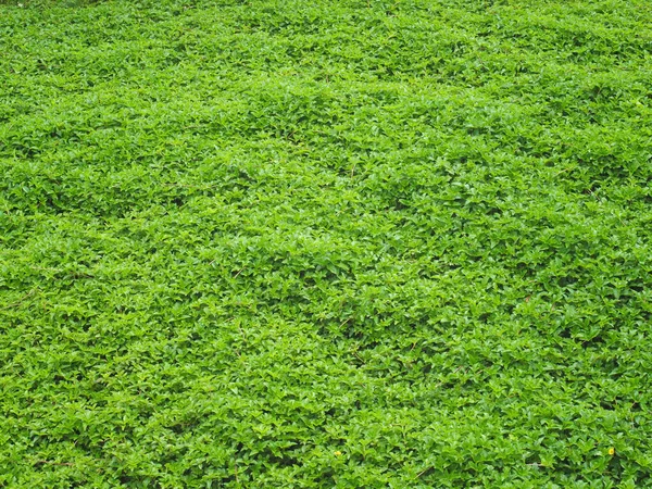Gröna Blad Vild Växtäng Våren Liten Gul Stjärna Blomma Bakgrund — Stockfoto