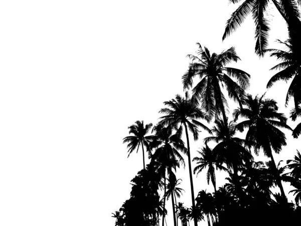 Silhoutte Kokosbomen Geïsoleerd Witte Achtergrond Zwarte Palmplant Het Zomerstrand — Stockfoto