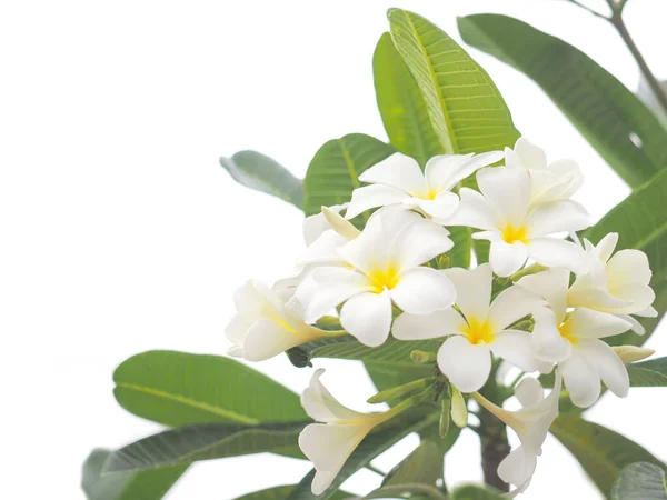 白い背景に緑色の葉を持つ白いプルメリアまたはフランジパニの花 — ストック写真