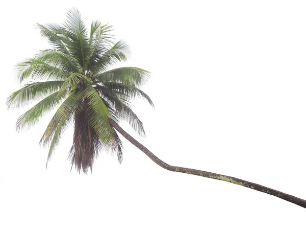 Árvore Coco Tropical Alta Inclinada Isolada Sobre Fundo Branco — Fotografia de Stock