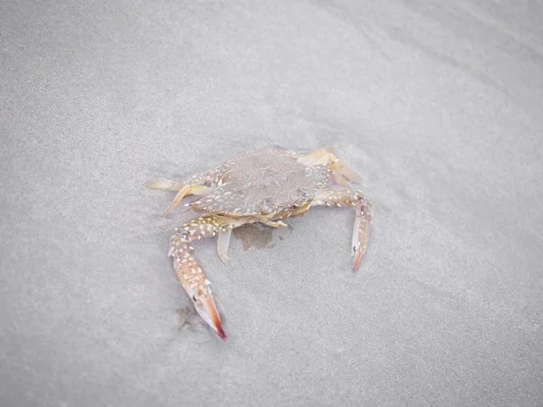 stock image Small blue crab diving into the water sea and sand on the beach. 