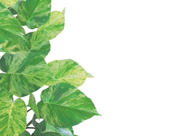 Close Creeper Plant Golden Pothos Isolated White Background Natural Leaf — Stock Photo, Image