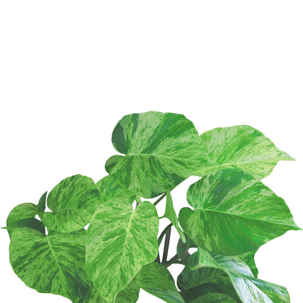 Close up creeper plant Golden pothos isolated on white background. Natural leaf heart shape.