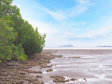 Tayland 'da gelgitte doğal kabuklu deniz hayvanı olan yeşil mangrov ormanlarının manzarası