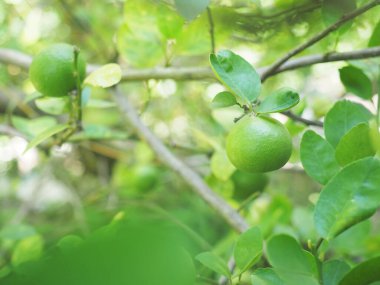 Ağaçta yeşil kireç ve yapraklar asılı. Organik çiftlikteki turunçgilleri kapatın..