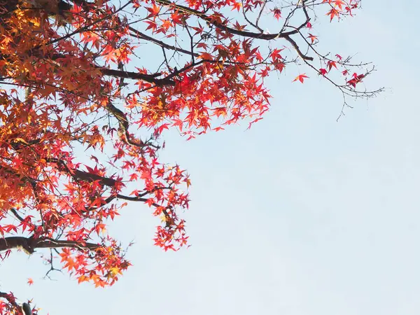 Sonbahar Mevsiminde Gün Batımında Mavi Gökyüzü Arka Planında Kırmızı Akçaağaç — Stok fotoğraf