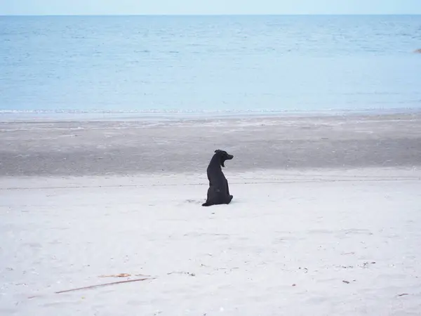 Funny lazy domestic black dog sitting and yawning on summer beach.