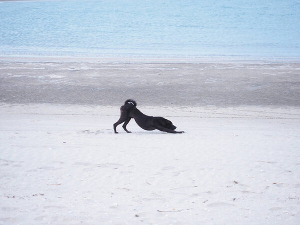 Funny lazy domestic black dog exercise on summer beach.