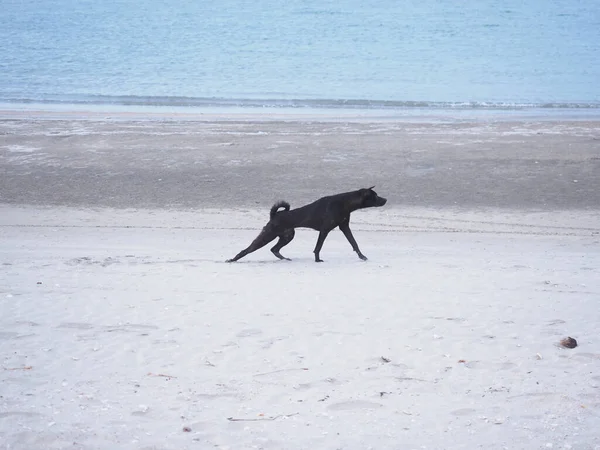 Funny lazy domestic black dog exercise on summer beach.