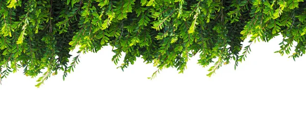 Закрыть Ползучие Зеленые Листья Растения Изолированные Белом Фоне — стоковое фото