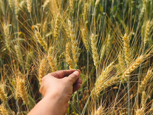 Закройте руку женщине, собирающей колос кукурузы. Естественный фон.
