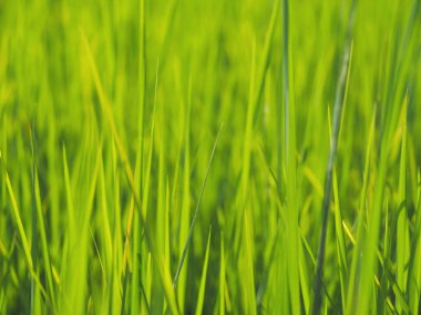 Çiftlikteki yeşil pirinç yaprağı. Doğal arkaplan.