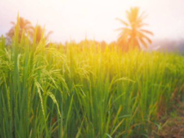 Pirinç tarlasının bulanık arkaplanı ve güneş ışığı sabahları. Doğal bahar arkaplanı.
