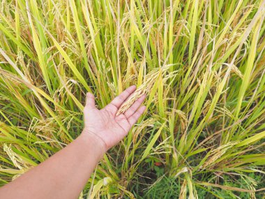 Mısır tarlasından kulak toplayan kadın elini kapat. Doğal arkaplan.