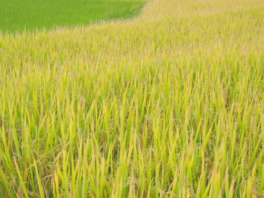 Sabah pirinç tarlasında çeltik tarlasına altın pirinç tohumu atın..