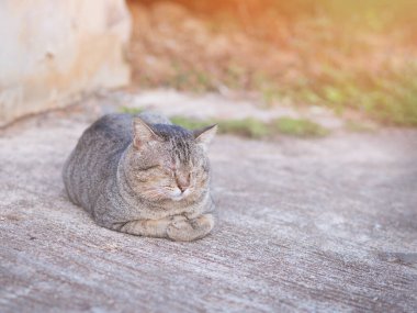 Şirin kediyi kapat ve sabah beton zeminde uyu...