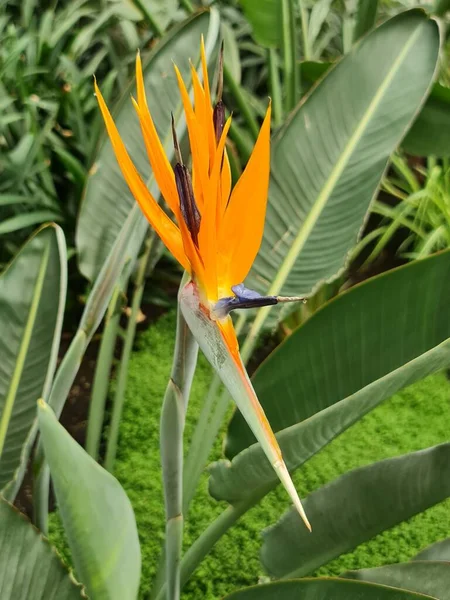 Pájaro Natural Del Paraíso Flor Jardín Tropical Temporada Verano — Foto de Stock