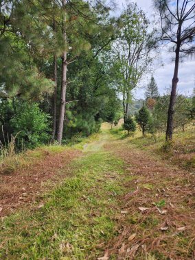 Kırsal bölgedeki toprak yolda ılıman orman ağaçları var.