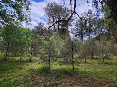 Ilıman iklim ormanı bölgesinde yaprakları olan ağaçlar.