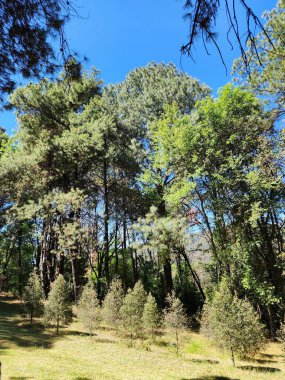 Ilıman iklim ormanı bölgesinde yaprakları olan ağaçlar.