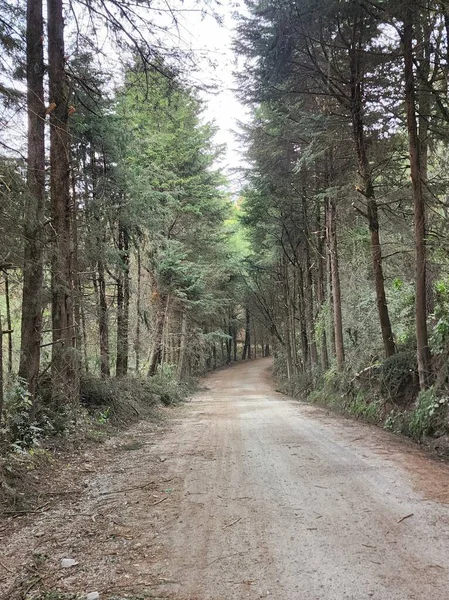 Kırsal Bölgedeki Toprak Yolda Ilıman Orman Ağaçları Var — Stok fotoğraf
