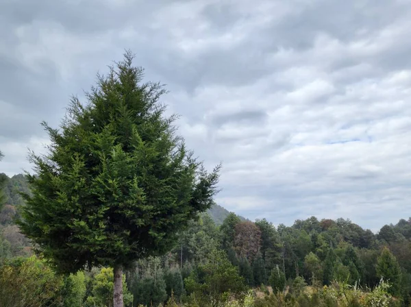 Baum Mit Laub Einem Gebiet Mit Gemäßigtem Klima Wald — Stockfoto