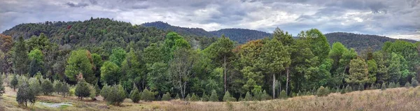 Bäume Mit Laub Einem Gebiet Mit Gemäßigtem Klima Wald — Stockfoto