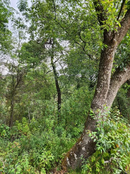 Träd Med Lövverk Tempererad Klimatskog — Stockfoto