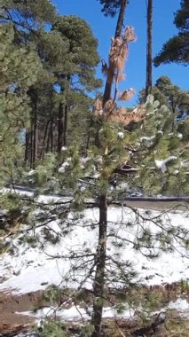 Dağdaki küçük çam ağacı erimeye başladı.
